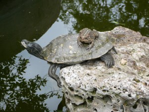 Some of the residents at Anderson may be taking a swim on the day of the celebration