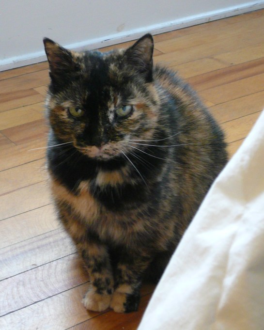 The late lamented feline champion of tin-foil-ball soccer.