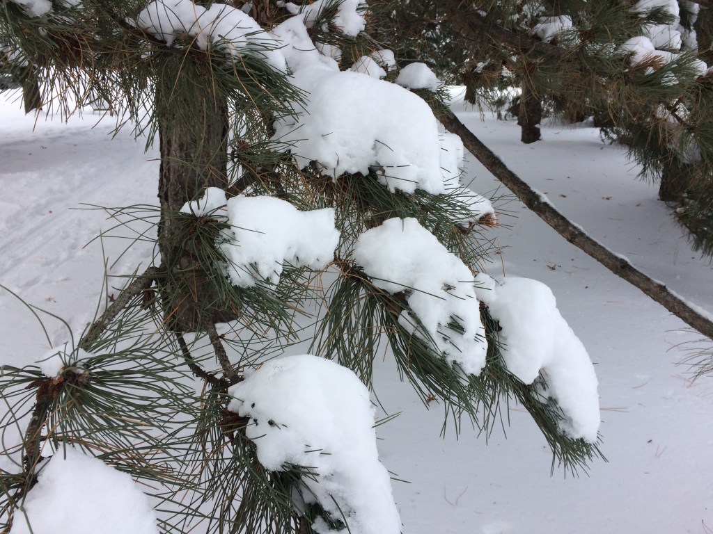 Evergreen tree branches with snow on them.