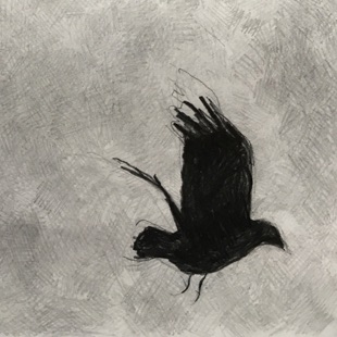 pencil sketch of a flying crow